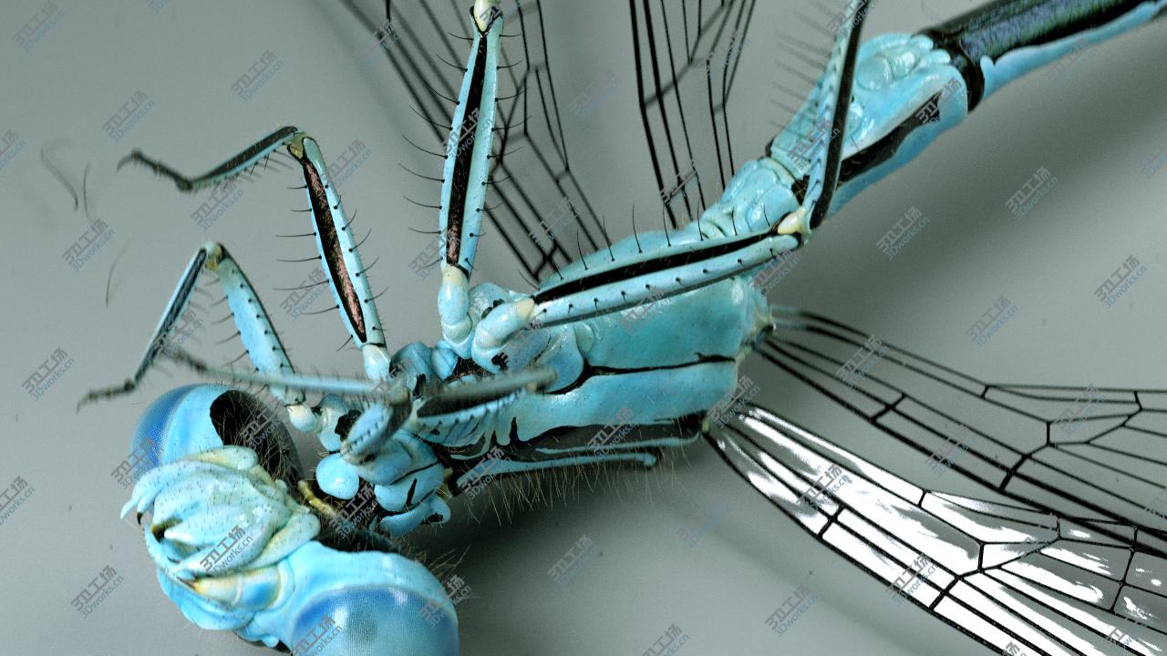 images/goods_img/2021040234/3D Dragonfly for Cinema 4d/5.jpg